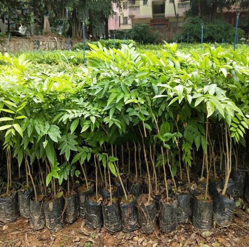 名贵苗木黄花梨树苖黄花梨苗木海南黄花梨苖黄花梨树苗