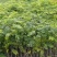 名贵苗木黄花梨树苖黄花梨苗木海南黄花梨苖黄花梨树苗