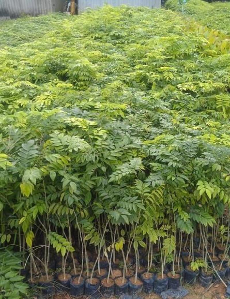 名贵苗木黄花梨树苖黄花梨苗木海南黄花梨苖黄花梨树苗