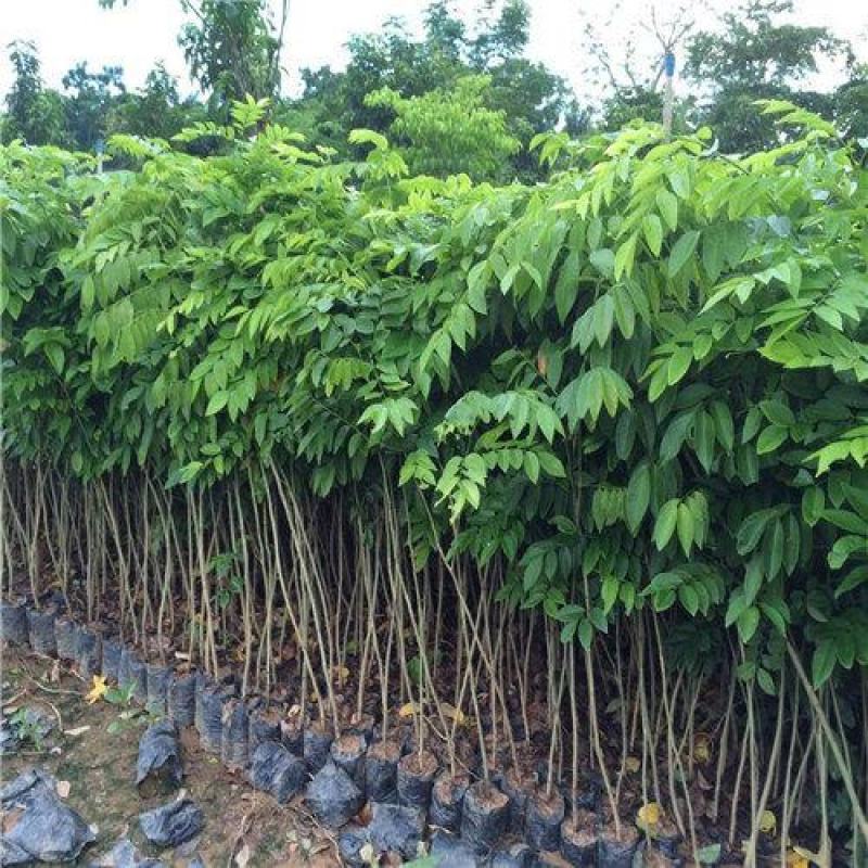 名贵苗木黄花梨树苖黄花梨苗木海南黄花梨苖黄花梨树苗