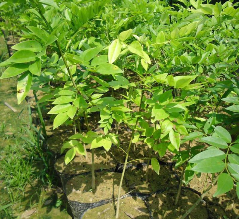 名贵苗木黄花梨树苖黄花梨苗木海南黄花梨苖黄花梨树苗