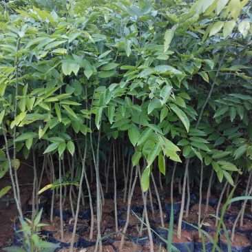 名贵苗木黄花梨树苖黄花梨苗木海南黄花梨苖黄花梨树苗