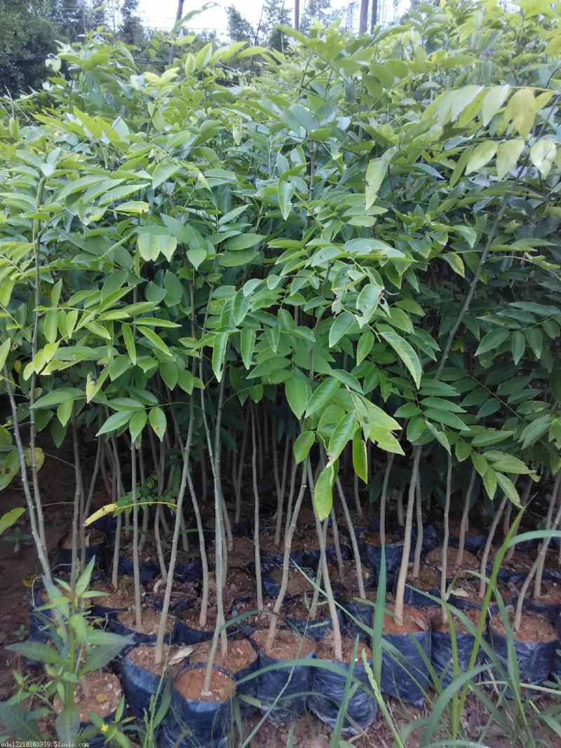 名贵苗木黄花梨树苖黄花梨苗木海南黄花梨苖黄花梨树苗