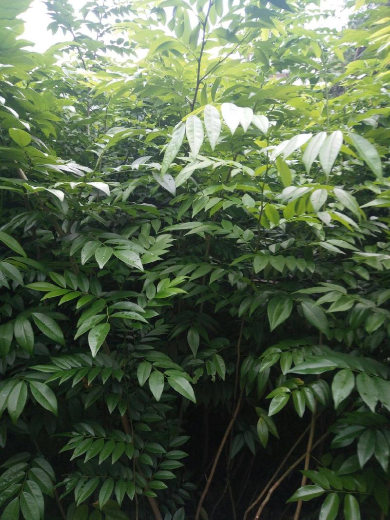 名贵苗木黄花梨树苖黄花梨苗木海南黄花梨苖黄花梨树苗