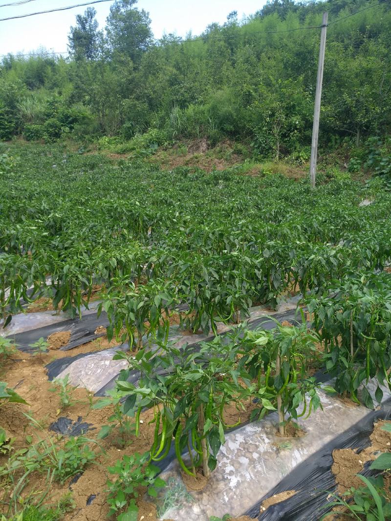 线椒上市中，欢迎全国老板前来考察