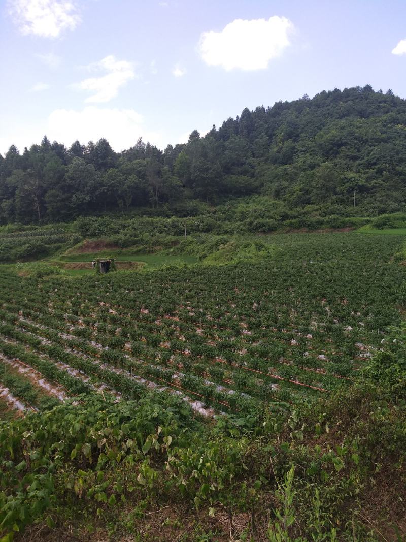 线椒上市中，欢迎全国老板前来考察