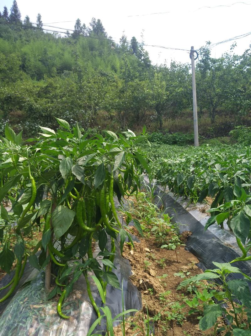 线椒上市中，欢迎全国老板前来考察