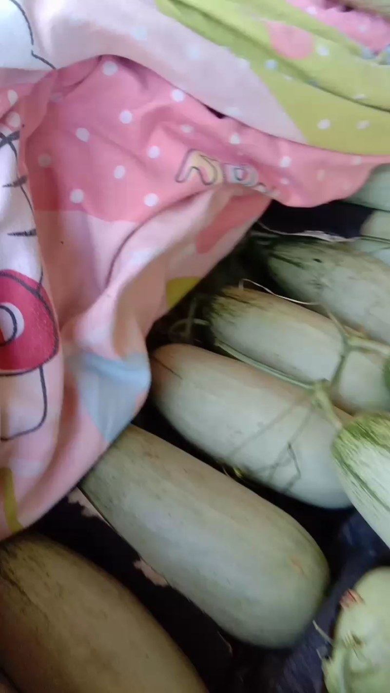 博洋六一甜瓜面积大，货量充足，上货快，服务好