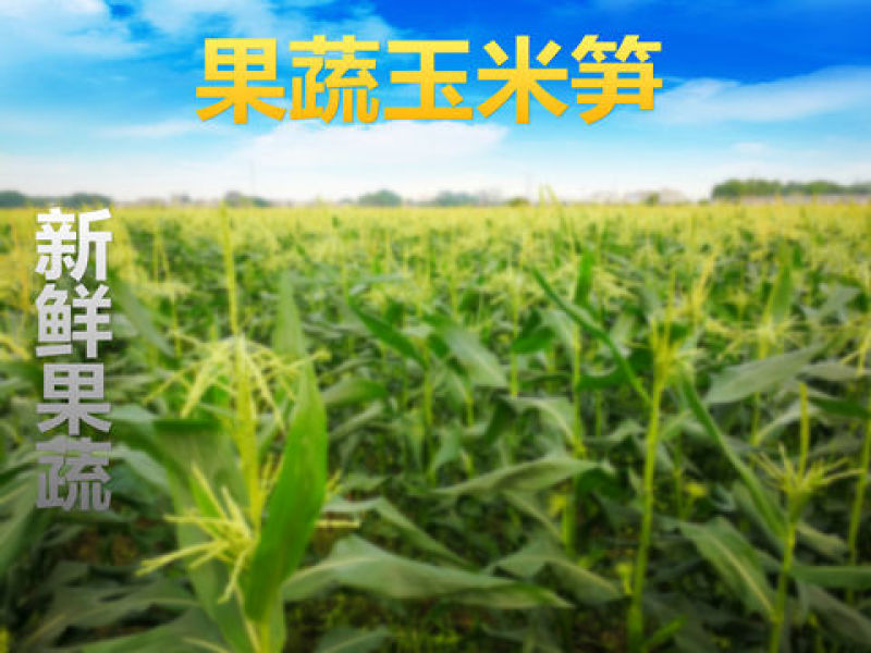 无农药现摘甜玉米笋迷你小玉米笋水果玉米新鲜沙拉蔬菜包邮。