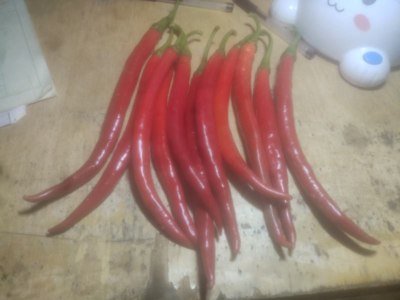 鲜红椒