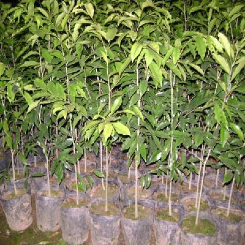 沉香树苗海南沉香树苗沉香苗奇楠沉香树苗珍稀名贵树苗