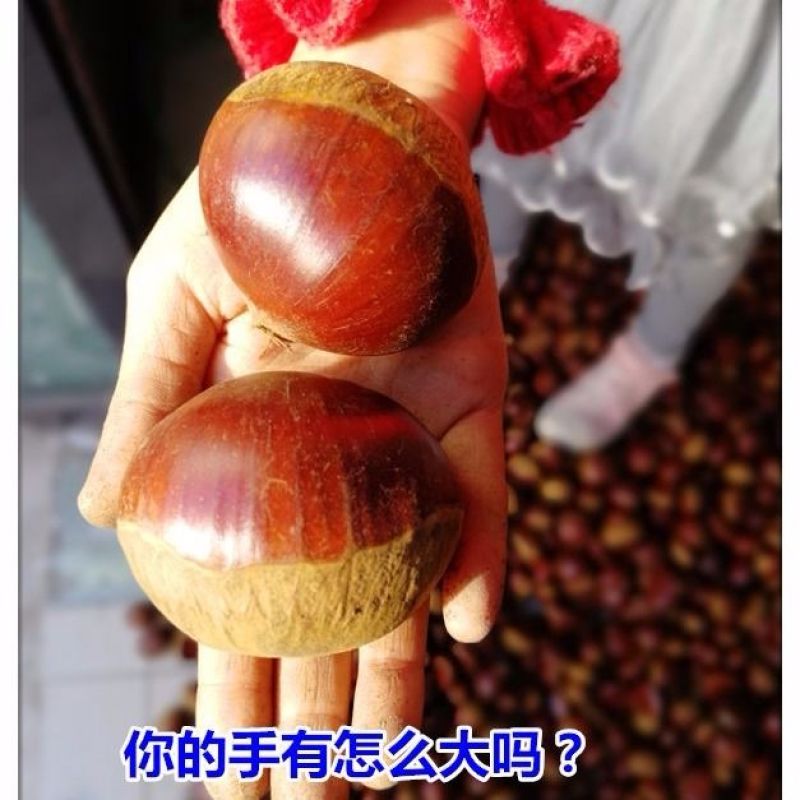 板栗新鲜板栗现摘现发板栗粉糯香板栗大板栗5斤装包邮