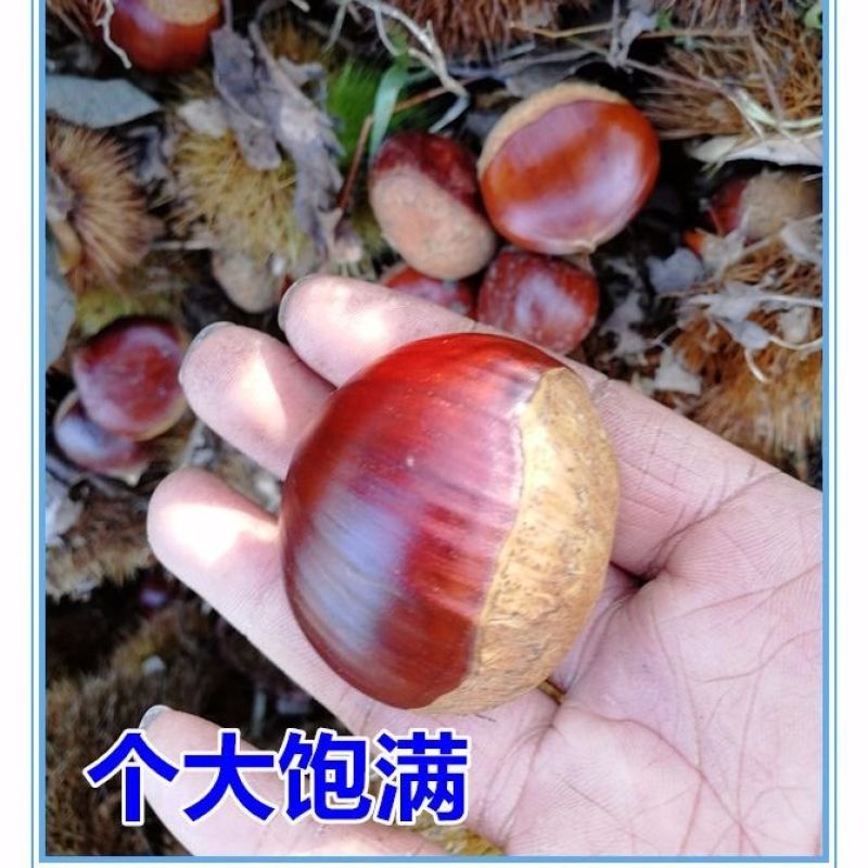 板栗新鲜板栗现摘现发板栗粉糯香板栗大板栗5斤装包邮