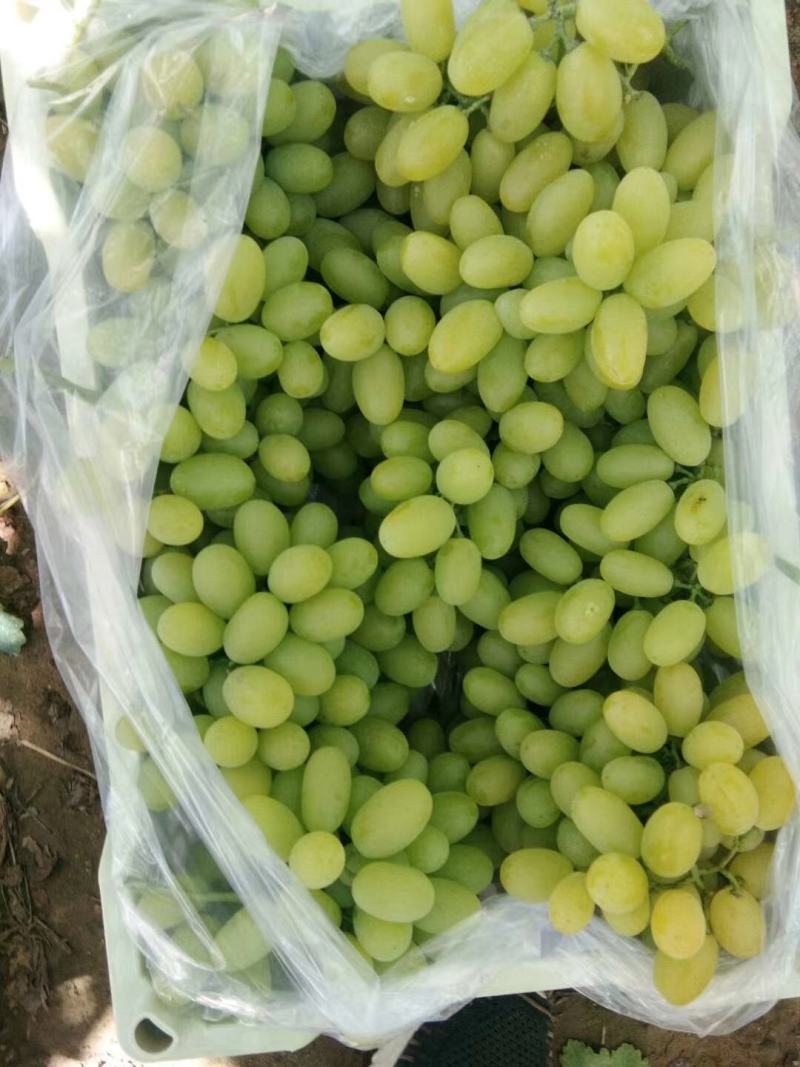 (白马奶)葡萄精品葡萄大量上市欢迎各位老板前来洽谈