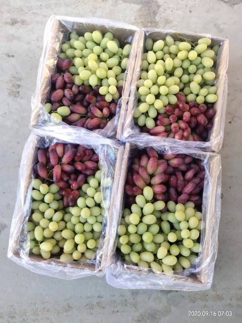(白马奶)葡萄精品葡萄大量上市欢迎各位老板前来洽谈