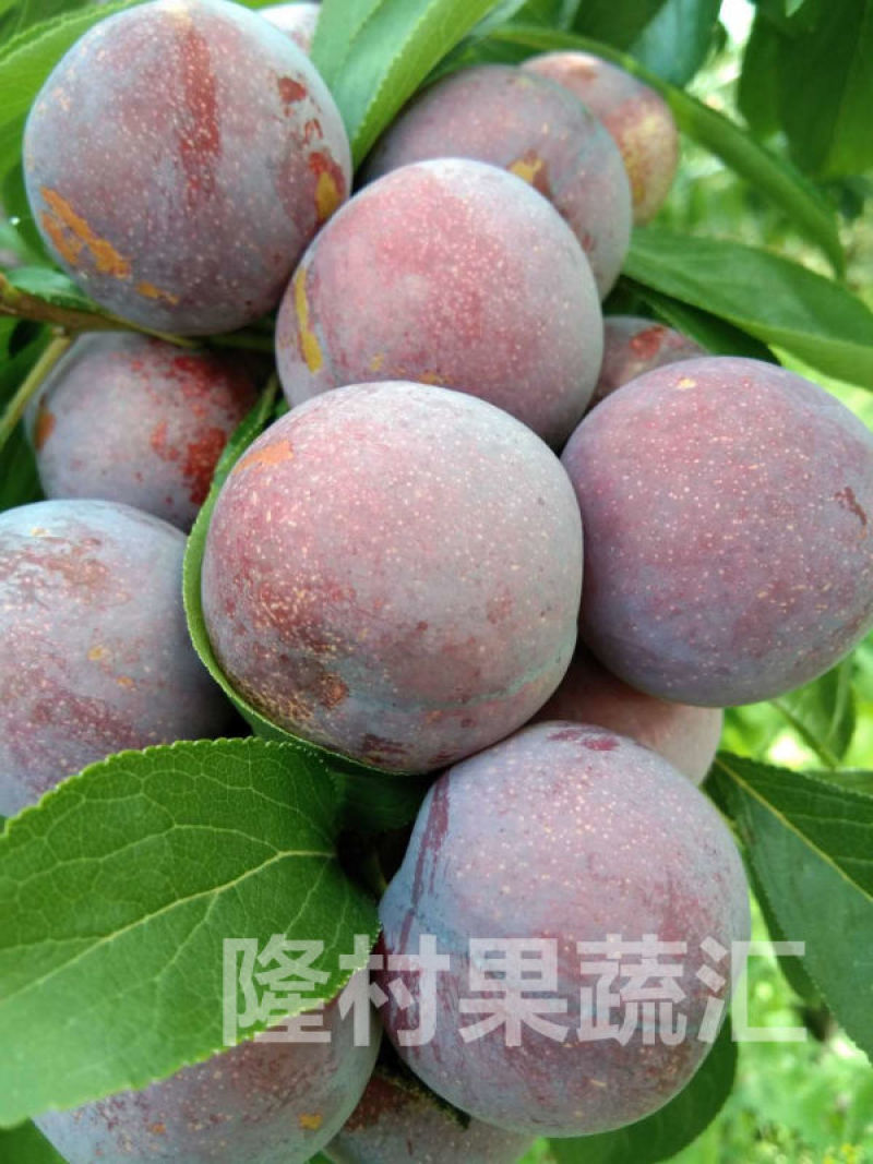 四川脆红李，大产地，量大时间长，口味不发苦，果肉不干心
