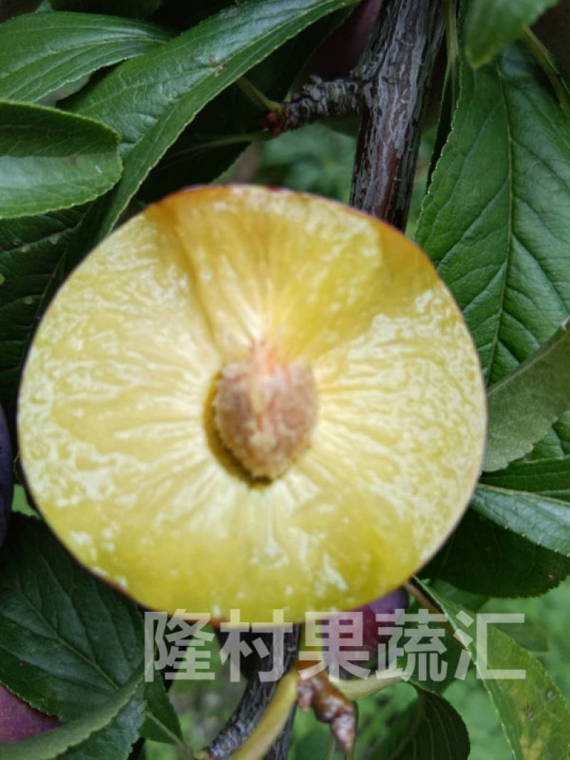 四川脆红李，大产地，量大时间长，口味不发苦，果肉不干心