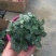 网纹草室内盆栽水陆缸造景植物雨林植物创意迷你植物