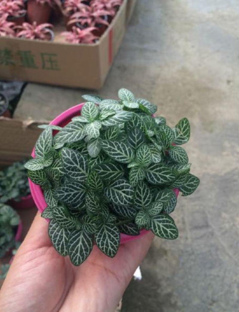 网纹草室内盆栽水陆缸造景植物雨林植物创意迷你植物