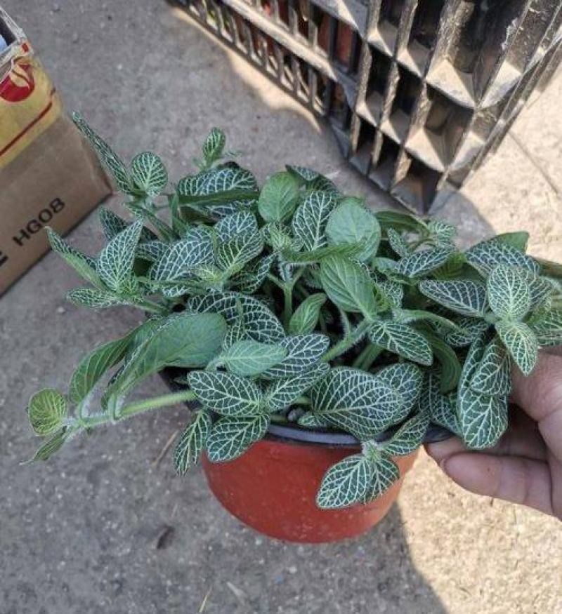 网纹草室内盆栽水陆缸造景植物雨林植物创意迷你植物