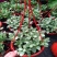 网纹草室内盆栽水陆缸造景植物雨林植物创意迷你植物