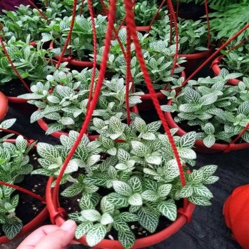 网纹草室内盆栽水陆缸造景植物雨林植物创意迷你植物
