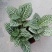 网纹草室内盆栽水陆缸造景植物雨林植物创意迷你植物