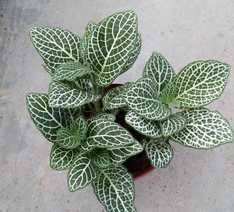网纹草室内盆栽水陆缸造景植物雨林植物创意迷你植物