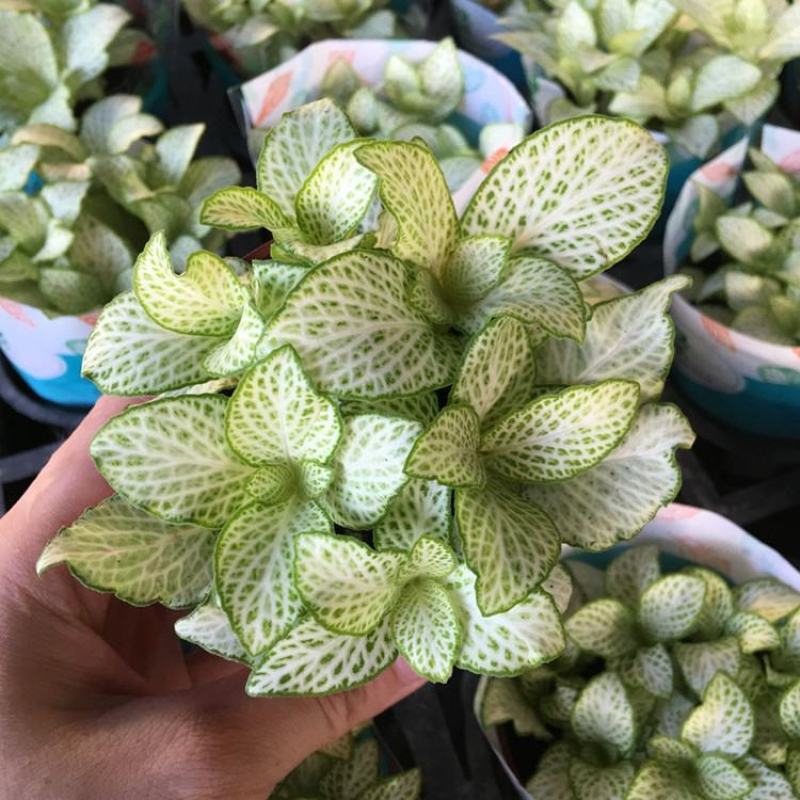 网纹草室内盆栽水陆缸造景植物雨林植物创意迷你植物