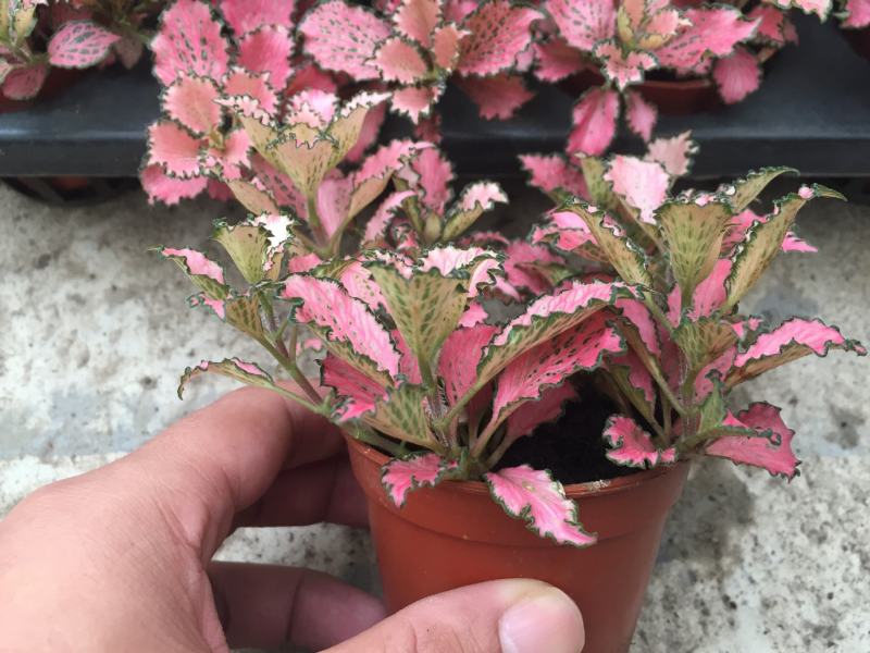 网纹草室内盆栽水陆缸造景植物雨林植物创意迷你植物
