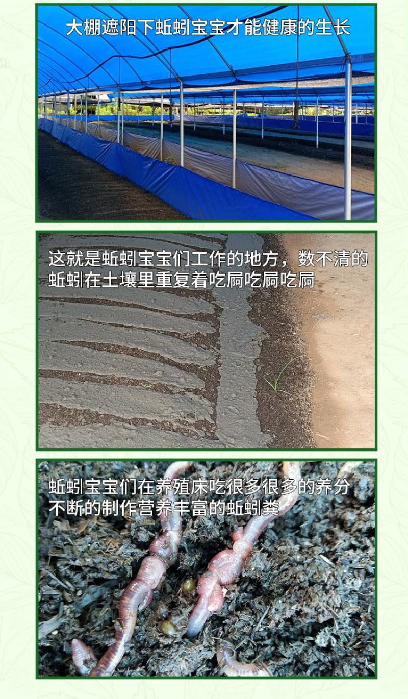 【热销】蚯蚓粪有机肥营养土肥料禽畜粪便微生物菌肥化肥底肥基肥