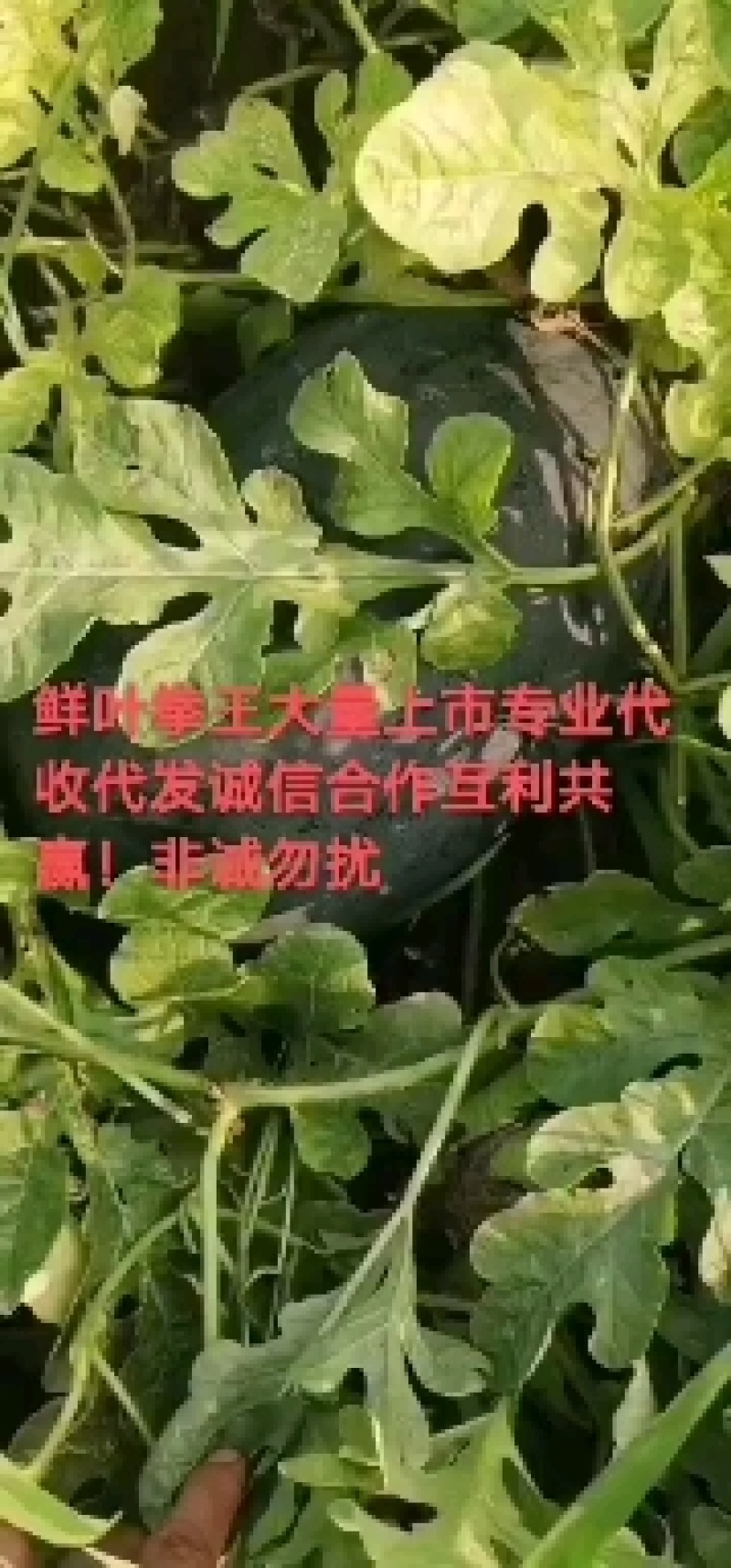 西瓜