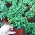 驱蚊薄荷盆栽可食用薄荷苗子卧室盆栽留兰香薄荷植物桌面盆栽