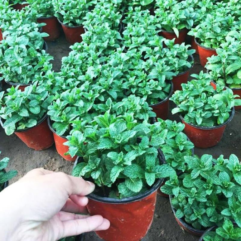 驱蚊薄荷盆栽可食用薄荷苗子卧室盆栽留兰香薄荷植物桌面盆栽