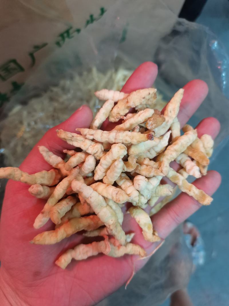 地蚕草石蚕