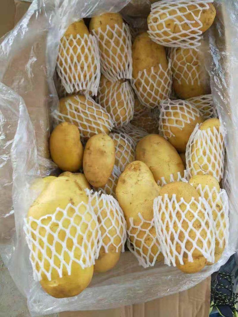 大量供应中冀、鲁、蒙产区土豆品种规格齐全，放心选购。