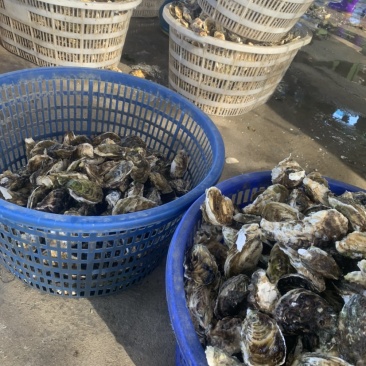 福建生蚝烧烤高压锅清蒸生蚝店可批发打包