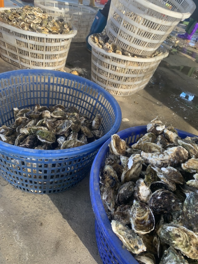 福建生蚝烧烤高压锅清蒸生蚝店可批发打包