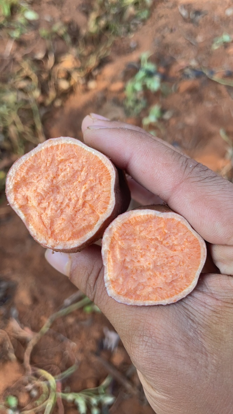 广东实力派西瓜红薯基地，大量有货，价格合理
