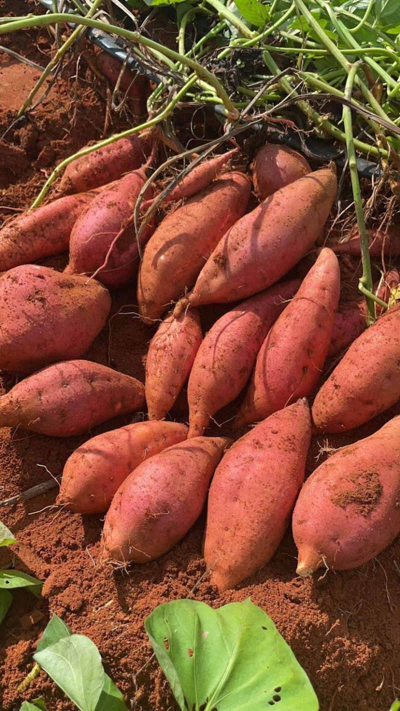 广东实力派西瓜红薯基地，大量有货，价格合理