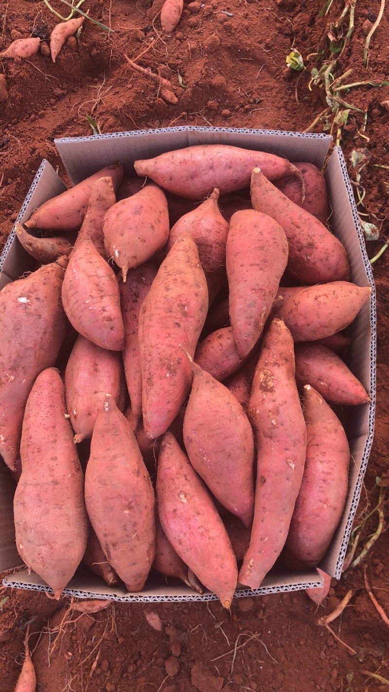 广东实力派西瓜红薯基地，大量有货，价格合理