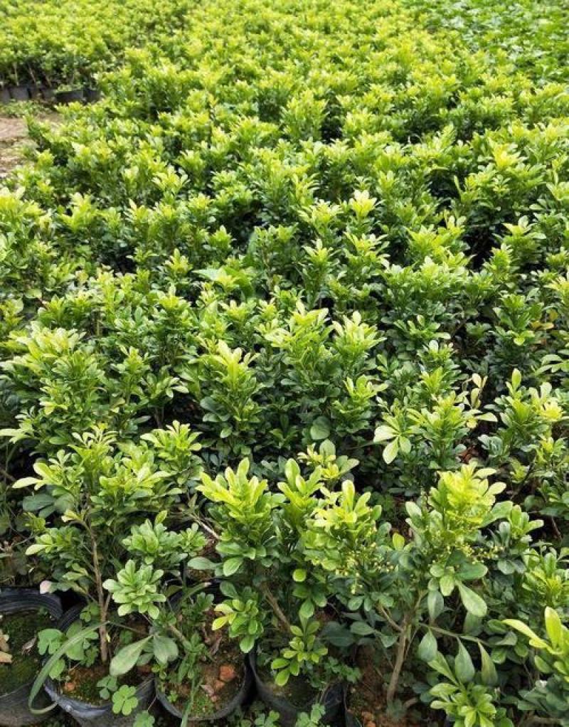 米兰花卉绿植室内客厅芳香浓郁米兰花盆栽米兰大苗花苗带花