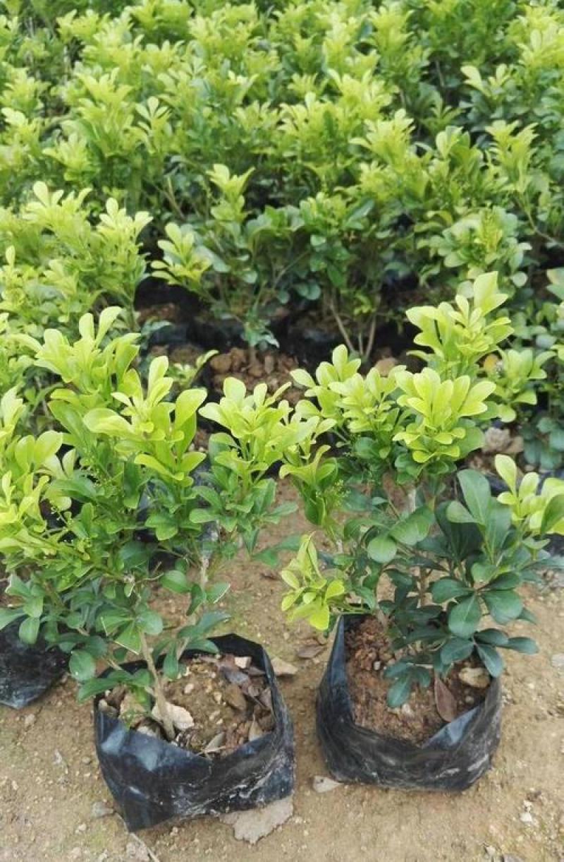 米兰花卉绿植室内客厅芳香浓郁米兰花盆栽米兰大苗花苗带花