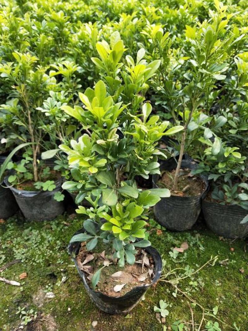 米兰花卉绿植室内客厅芳香浓郁米兰花盆栽米兰大苗花苗带花