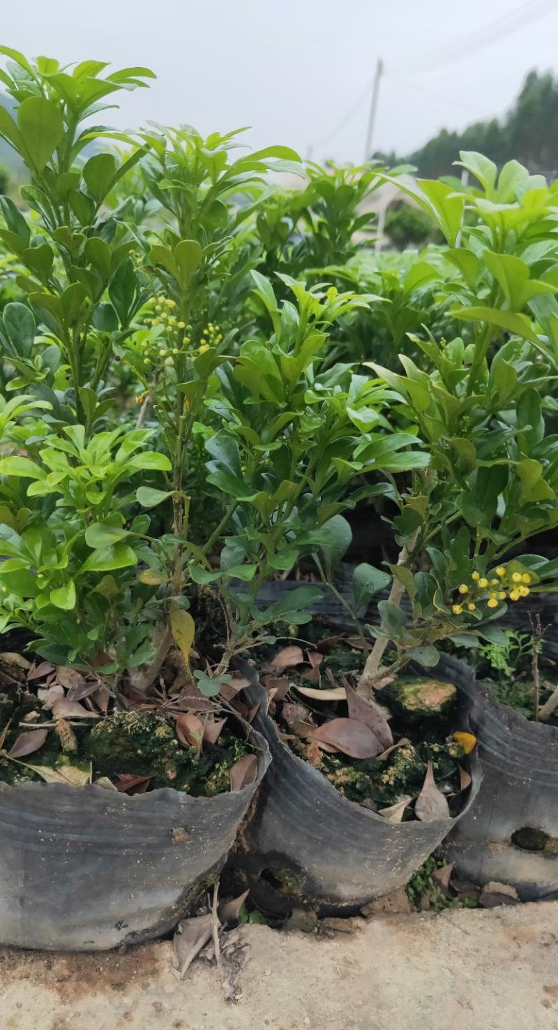 米兰花卉绿植室内客厅芳香浓郁米兰花盆栽米兰大苗花苗带花