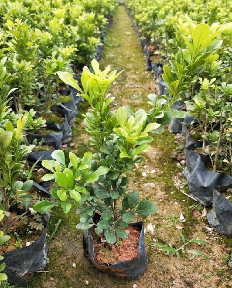 米兰花卉绿植室内客厅芳香浓郁米兰花盆栽米兰大苗花苗带花