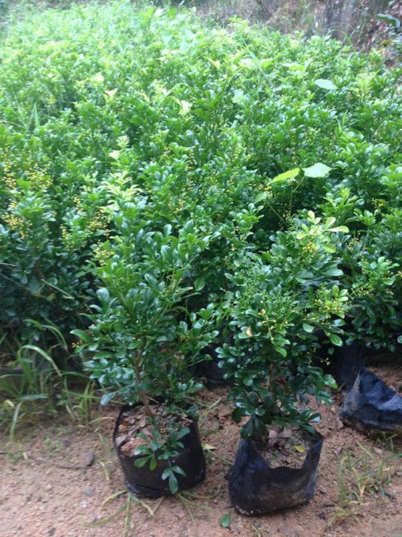 米兰花卉绿植室内客厅芳香浓郁米兰花盆栽米兰大苗花苗带花