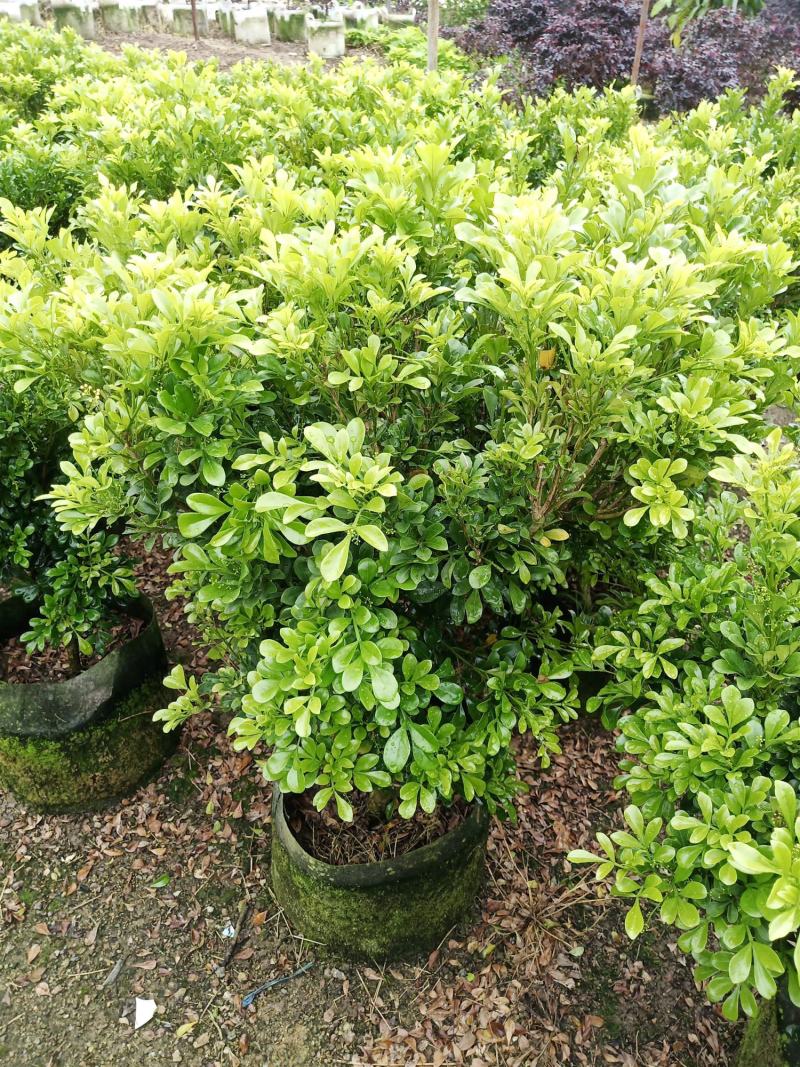 米兰花卉绿植室内客厅芳香浓郁米兰花盆栽米兰大苗花苗带花