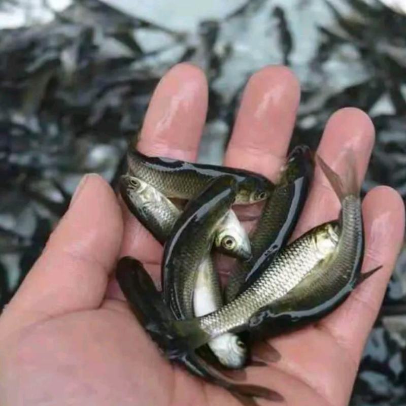 精品良种草鱼苗四大家鱼易养快大抗病强运输包活