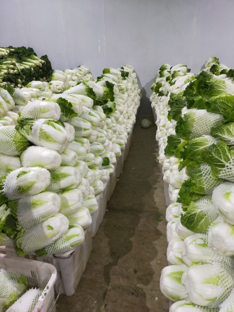 云南精品优质黄心大白菜冷库精包装，净菜走车